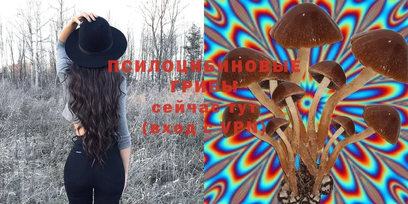 Псилоцибиновые грибы Cubensis  Адыгейск 